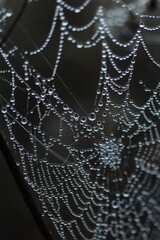 dew drops on a spider's web, autumn mood