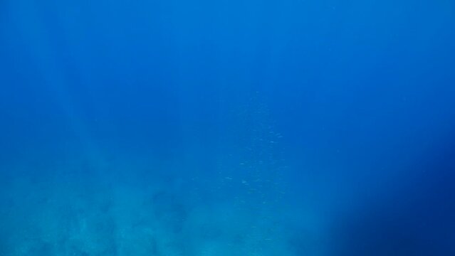 predator fish  underwater blue ocean scenery chasing and hunting the silversides