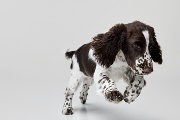 Portrait of purebred english springer spaniel dog jumping in a run isolated over grey background