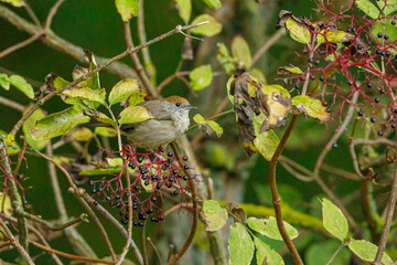 A blackcap bird in the wild