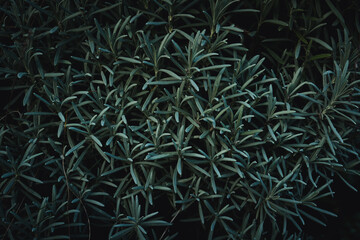 Closeup nature view of green leaves and twigs background. Flat lay, dark nature concept, tropical leaf, group background, lavender