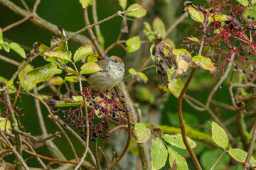 A blackcap bird in the wild