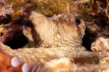 Octopus, Octopus eye. Octopus is camouflaged among the rocks. Octopus vulgaris Cuvier. Canakkale, Turkey.