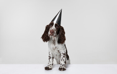 Portrait of purebred english springer spaniel dog wearing birthday head accessories isolated over grey background