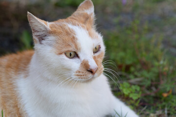 くつろぐ猫　茶白猫