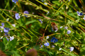 Männchen der Langhornbiene bei der Nektarsuche	