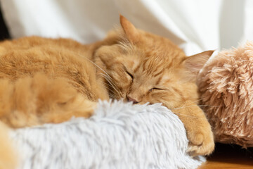 眠る猫　茶トラ猫