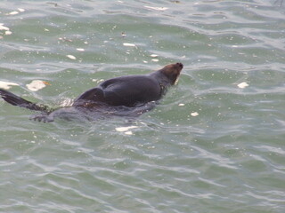 Large fur seal on the New Zealand coast