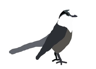 crow