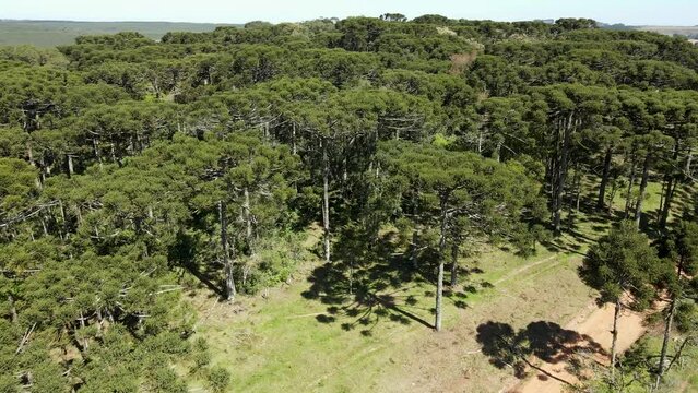 "Brazilian Pine" Images – Browse 2,010 Stock Photos, Vectors, and Video ...