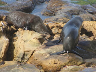 Large fur seals fighting over territory