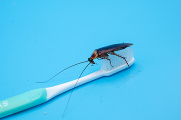 Cockroach on toothbrush isolated on blue background.