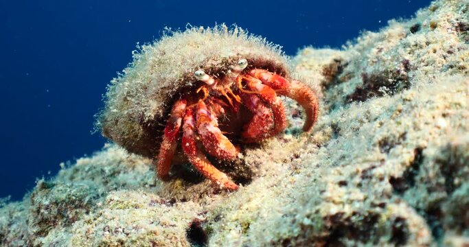 hermit crab underwater close up sea bottom underwater scenery