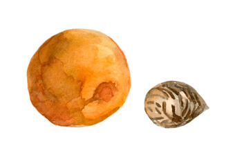 A set of ripe apricot and a stone. An illustration of food, painted in watercolor, highlighted on a white background.