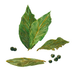 Fresh bay leaves and black pepper peas on a white background