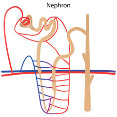 The structure of a nephron without pointers. Vector illustration
