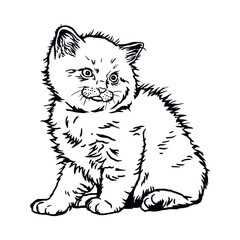 Ragdoll Cat, Cute Kitten - Funny Cat isolated on white - vector stock