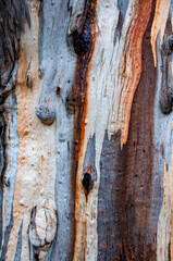 tree sap texture