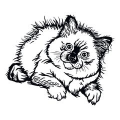 Holy Burma cat, Cute Kitten - Funny Cat isolated on white - vector stock