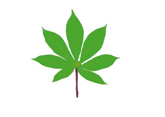 green leaf isolated on white background