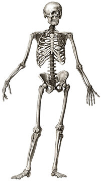Old engraving illustration of human skeleton front view isolated