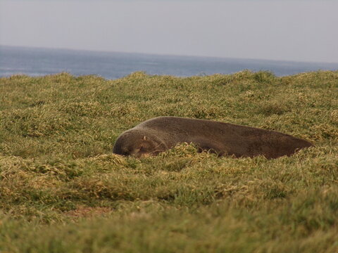 Seal sleeping on grass