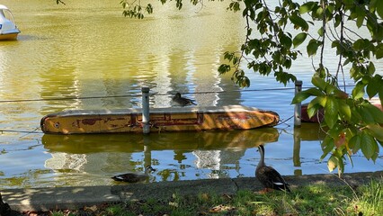 Ducks by the pond, Ikebukuro downtown Tokyo year 2022, sunny summer