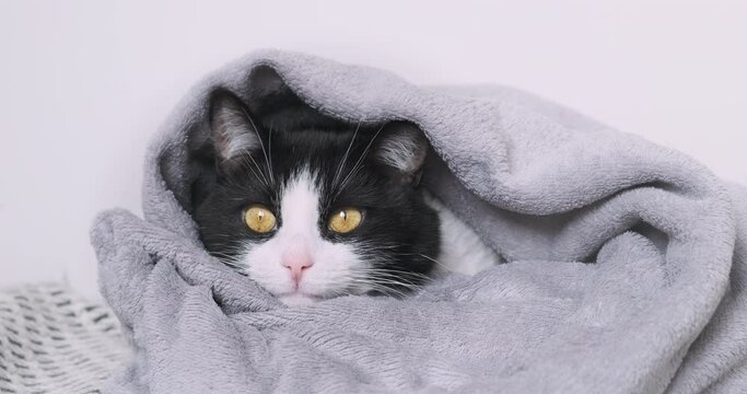 Adorable cat in blanket warming, closeup. Cute relax cat sits wrapped in gray blanket. Satisfied, joyful pet smiles. Warm cozy home concept. Black-white happy cat muzzle portrait on white background