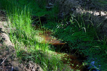 river in the forest