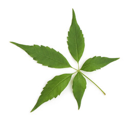 Obraz premium Chinese chaste or vitex negundo green leaves isolated on white background.