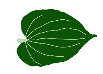 green leaf isolated on white