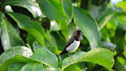 Javan munia bird.  In Indonesia called burung bondol jawa. 