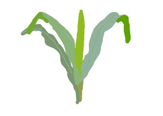 green onion isolated on white background