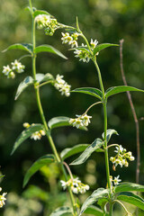 Vincetoxicum hirundinaria subsp. hirundinaria, white swallow-wort. Wild plant shot in summer
