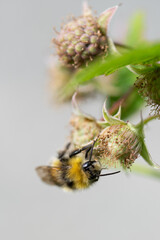 Bombus pratorum - Early Bumblebee - Bourdon des pr&eacute;s