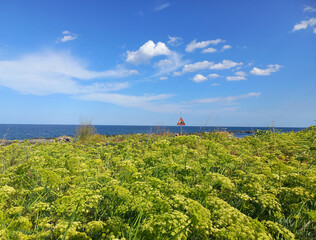 Paesaggio di mare, in primo piano un'erba spontanea che cresce vicino al mare, che si chiama...