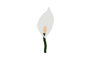 tulip