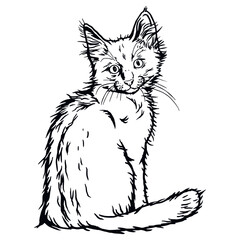 Turkish Angora Cat, Cute Kitten - Funny Cat isolated on white - vector stock