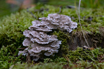 Grifola frondosa, edible polyporus mushroom