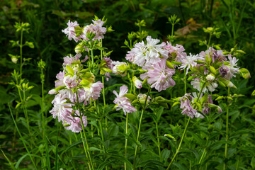 Saponaria officinalis white flowers in summer garden. Common soapwort, bouncing-bet, crow soap, wild sweet William plant