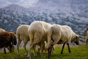 Obraz na płótnie Canvas Mountain sheep graze on the top of the Dachstein near the town of Hallstatt.