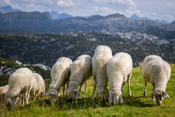 Mountain sheep graze on the top of the Dachstein near the town of Hallstatt.