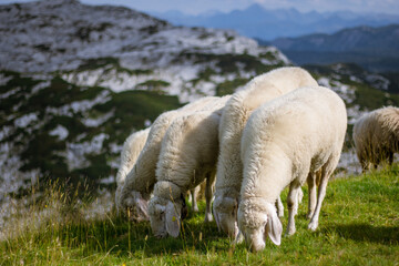 Mountain sheep graze on the top of the Dachstein near the town of Hallstatt.