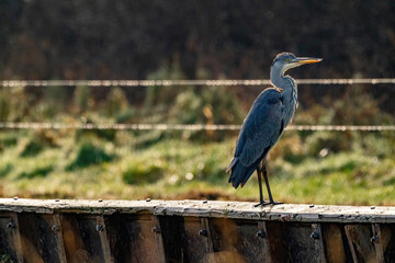 The gray heron stands on a wooden fence in the grass. The long-legged predatory wader is looking for food. Water drops on the barbed wires in the background. Selective focus.