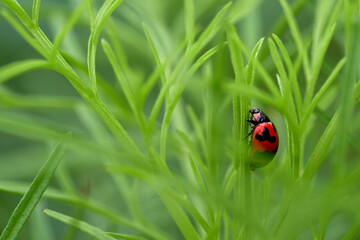 Close-up view of a ladybug on dill leaf