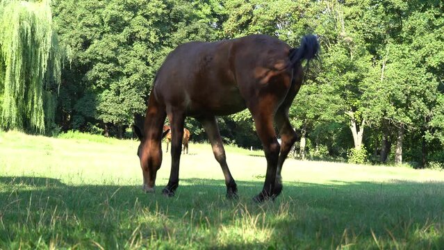 Beautiful bay horse grazing in pasture. Brown mare eating green grass. Adult female equus caballus with black tail and mane on the field. Ginger perissodactyla pluck and eating plants on sunny day.