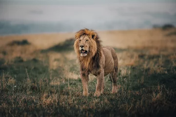 Fotobehang lion in the savannah © dhruv