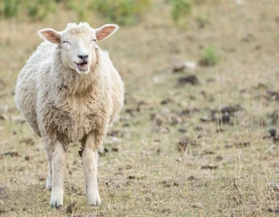 Fotobehang laughing sheep funny animal concept, copy space © © Raymond Orton