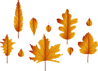 Orange autumn leaves.