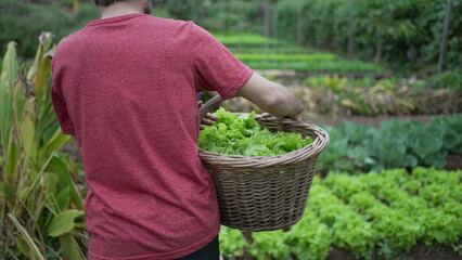 Fototapeta premium Young farmer carrying organic lettuces inside basket. Man carries organic food at small farm